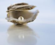 close up of pearl in oyster shell 82136435 59cab4cbaf5d3a0011308d9e.jpg from pearl