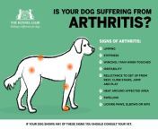 arthritis infographic pngmodepadwidth1000rnd132138108190000000 from dogs ra