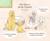 spaying and neutering 2804978 final 5bb4b4f7c9e77c00512754ea.png from spay
