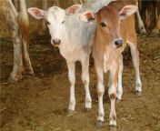 kerala cow slaughtercalf.jpg from देशी चोदाई