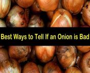 how to tell if an onion is bad t1.jpg from teensexixxowrrgf onion board 05 bad onion po