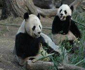 giant pandas enjoy life at washington zoo 526749690 597ccb350d327a0011729484.jpg from anminal