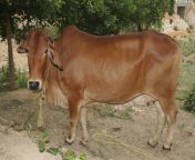 sahiwal cow.jpg from sahiwal