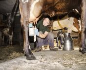 woman milking cow cavf17525.jpg from gearbox jpglack woman big milk xxx video download