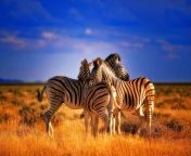 beautiful colorful animals zebras hd wallpaper jpeg from hd zabra