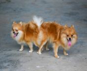 pomeranians.jpg optimal.jpg from dogs once again mating
