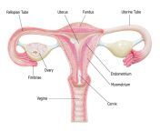 female reproductive system with image diagram 538949875 96ab73c46e5b45f0ba6ff254d1609a83.jpg from falpinan