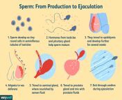 azoospermia overview 4178823 5c5db5ffc9e77c00010a486a.png from ejaculation in vagina daughter father