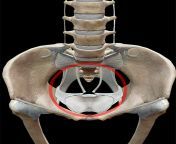 hip bones hole.pngwidth515namehip bones hole.png from hip hole