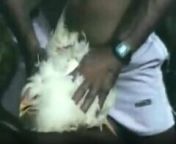 for the first time i fucked a chicken 240x180.jpg from man fuck female chicken sex