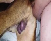 preview mp4.jpg from men fuck dogs