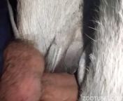 1.jpg from man creampie mare pussy