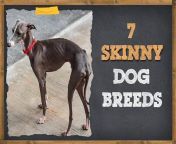 skinny dog breeds.jpg from slimdog jpg