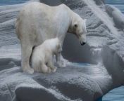 1610477402 oso polar que come donde vive caracteristicas y curiosidades 950x500.jpg from polar come