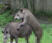 5a383203177dd43359708371 1513650217049.jpg from tapir sex