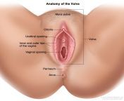 retrieve cfmimageid9472dpi72fileformatjpg from show vagina lips and clitoris