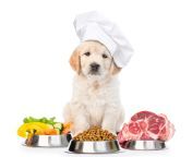 dog food dog cook dog chef shutterstock 667222408 scaled.jpg from cokdog