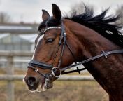 wind horse rein stallion mane bridle head mare halter equestrianism horse like mammal mustang horse horse harness horse tack animal sports english riding equestrian sport 1186419.jpg from  horse sex