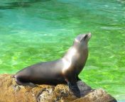 sea animal wildlife zoo mammal fauna sea lion seals vertebrate otter awakened harbor seal marine mammal 773285.jpg from marino jpg
