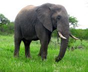animal wildlife africa mammal fauna elephant grassland vertebrate safari indian elephant african elephant elephants and mammoths 1137755.jpg from 53a8de81a04bbeb17f4c4e4e9122360c jpg