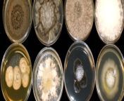 endophytic fungus cover pic.jpg from common examples of fungal endophytes and their agricultural importance q320