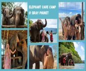 elephant phuket siray banner mobile.jpg from elpant se