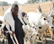 fulani with cow.jpg from fulanin kauye