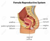 female reproductive system diagram labeled 1050 jpeg from vrouwelijke geslachtsorganen