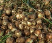 after harvesting thoroughly air dry bulbs in a sh 828x621 jpeg from onion sh