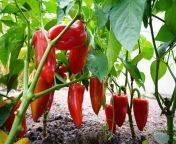 15 types of pepper plants to grow in your garden.jpg from pepper 6 jpg
