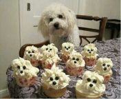 8f3a6d8c7a8eedd12d2deb4917925bc1 puppy cupcakes puppy cake.jpg from knot k9 art of cupcake kinkc