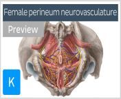 maxresdefault.jpg from disección perineal femenina