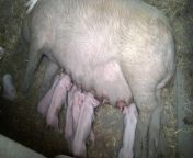 maxresdefault.jpg from breastfeeding piglet