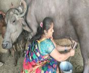 maxresdefault.jpg from bbuffalo milking vlog village life of punjabi indian rural of punjabi