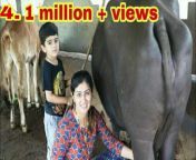 maxresdefault.jpg from bbuffalo milking vlog village life of punjabi indian rural of punjabi