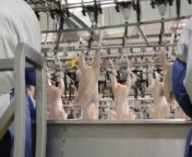 maxresdefault.jpg from dolcett meat processing