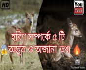 maxresdefault.jpg from sex video babi deer bangladesh no sexy xxx pakistan