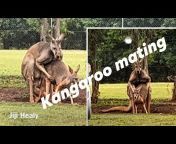 hqdefault.jpg from kangaroo mating sexxxww aaa video xxx shex vijay xnxxindia sex com muslim 12yar school sexxcxx sex