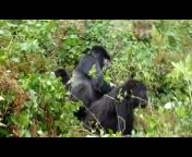 sddefault.jpg from forest all sex video gorilla sexsi ra