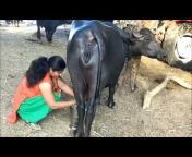 hqdefault.jpg from indian ledis buffelo ka dudh kese nikalegi 3gp video download