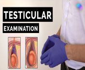 maxresdefault.jpg from examination of the testicles by female doctor