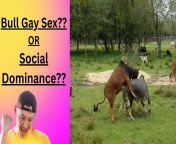 maxresdefault.jpg from and gay bull mating