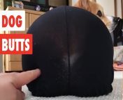 maxresdefault.jpg from big ass hole with doggy