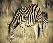 zebra mother foal jpgw1084 125h609 from zebra ghoda aunty xx la