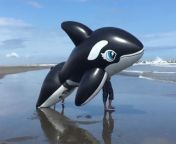 s l1600.jpg from inflatable 5m whale bounce