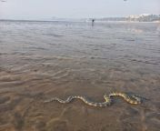 a sea snake in juhu beach jpegresize11401520ssl1 from mumbai beach