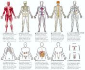 11 body systems.jpg from body of