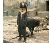 sun bear medan old zoo standing jpgfit1224794ssl1 from china zo