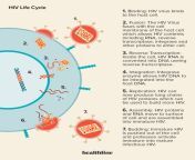 1348187 7 stages of the hiv life cycle 4 pngw1155h3175 from hiv my