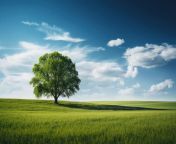 pure nature landscape single tree in green field free photo jpgw600quality80 from www photos